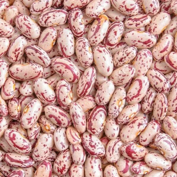 Sugar Beans - GLOBAL AGRICOL LTD - Kenya